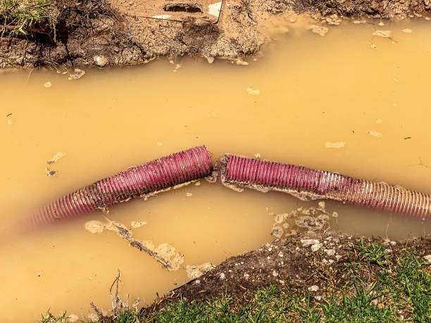Best Carpet water damage restoration  in Cayuga, IN